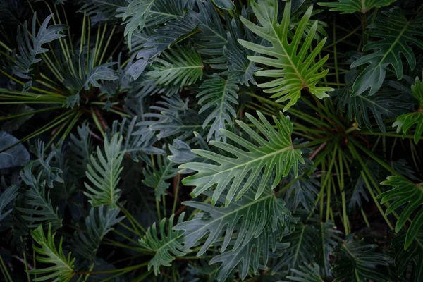 Una Vista Alto Ángulo Las Hojas Philodendron Xanadu Jardín Bajo —  Fotos de Stock