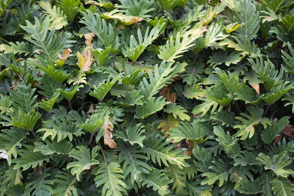 Tło Wielu Zielonych Roślin Idealne Naturalną Tapetę — Zdjęcie stockowe