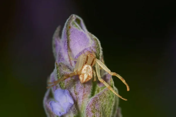 Una Macrofotografía Una Araña Sobre Una Planta Floreciente Frente Fondo — Foto de Stock