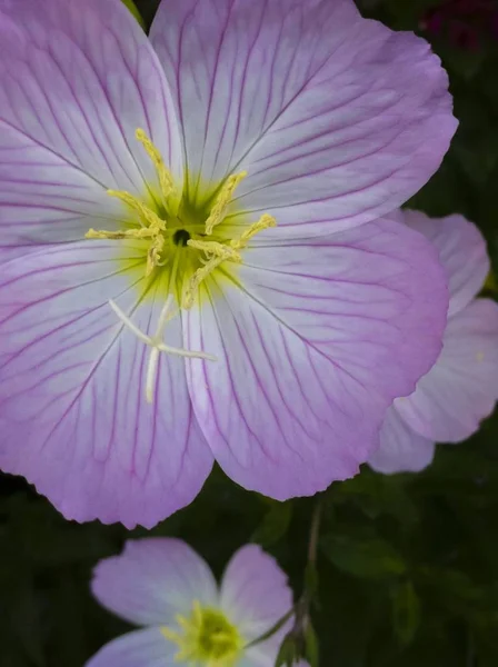 Bel Primo Piano Rose Primule Della Sera — Foto Stock