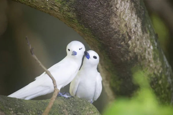 Closeup of Fairy Terns on a tree branch covered in mosses with a blurry background — Stock Fotó