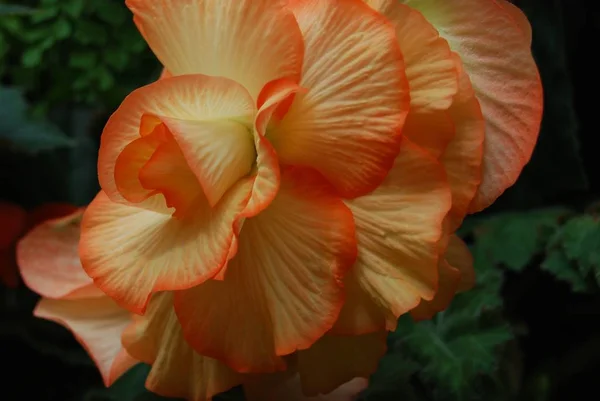 Eine Nahaufnahme Einer Gelben Und Orangefarbenen Blume — Stockfoto