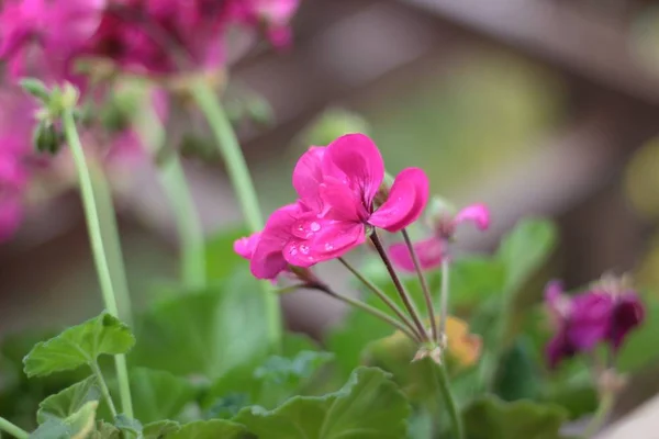 Gros Plan Sélectif Une Jolie Plante Rose Fleurs Géranium — Photo