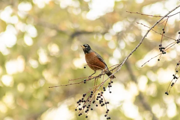 Pequeño Pájaro Marrón Una Rama Árbol — Foto de Stock