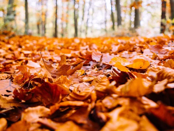 Viele Trockene Blätter Des Herbst Ahorns Fallen Auf Den Boden — Stockfoto