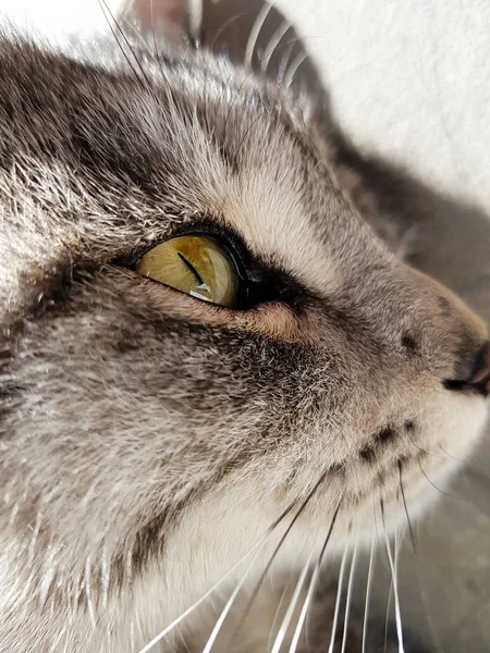 Closeup Shot Head Grey Cat Black Patterns — 图库照片