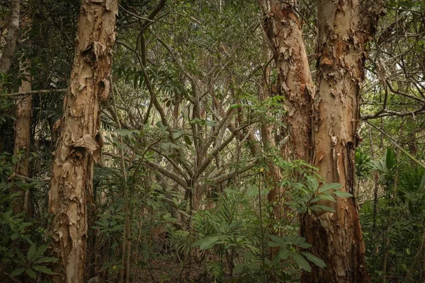 Troncos danificados das árvores que crescem na floresta — Fotografia de Stock