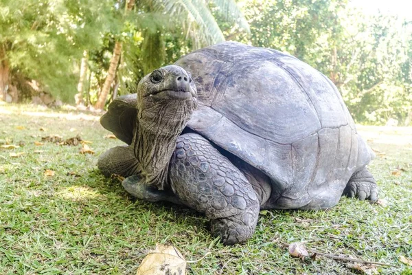 A closeup of an Aldabra Giant Tortoise on the lawn surrounded by trees under sunlight