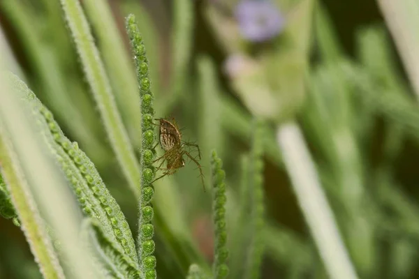 Uma Macrofotografia Uma Aranha Uma Planta Com Flores Frente Fundo — Fotografia de Stock