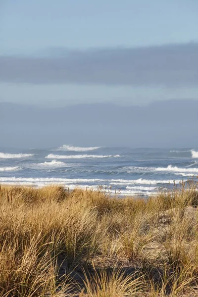 Tiro Vertical Hierba Playa Mañana Cannon Beach Oregon — Foto de Stock