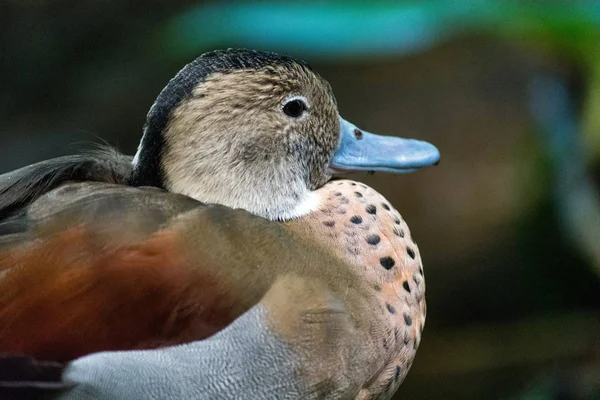 Closeup Shot Cute Mallard Duck Blurred Background — Stok fotoğraf
