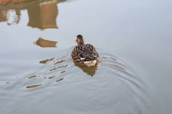 Eine Stockente Die Tagsüber Einem See Schwimmt — Stockfoto