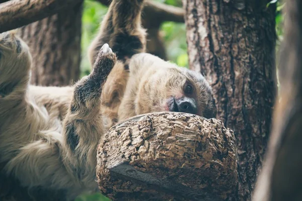 Sloth Hanging Tree Eating Tropical Fruits — Stockfoto