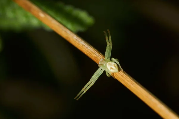 Closeup Selective Focus Shot Insect Stick — 스톡 사진