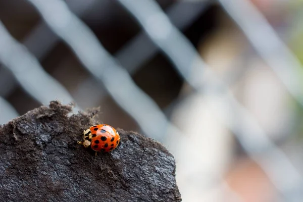 Gros Plan Une Coccinelle Sur Rocher Avec Fond Flou — Photo