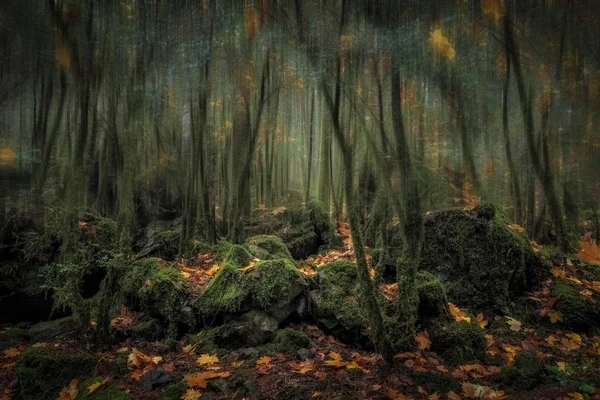 Eine Faszinierende Landschaft Eines Waldes Die Wie Eine Szene Aus — Stockfoto