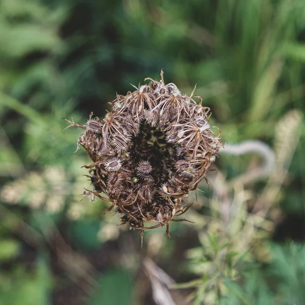 High Angle View Bugs Plant Garden Sunlight Blurry Background — Stock Photo, Image