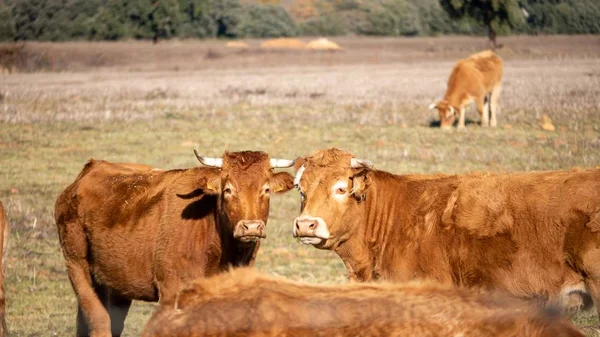 Closeup Shot Brown Cows Grazing Pasture — Stok fotoğraf