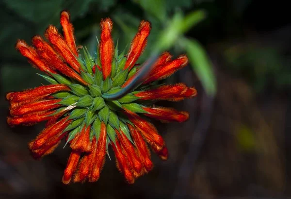 Erstaunliche Nahaufnahme einer ungeblümten indischen Pinselblume — Stockfoto