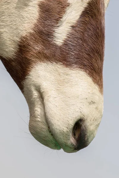 Vertical Closeup Shot Donkey Mouth — Stock Photo, Image