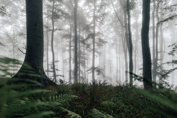 Vista Uma Floresta Úmida Enevoada Com Grama Verde Alta Samambaias — Fotografia de Stock