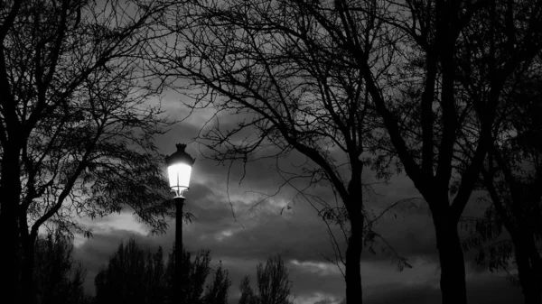 Grayscale Shot Bare Tree Tops Lit Lamp Post — 스톡 사진