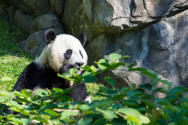 Cute Panda Sitting Grass Huge Rock Formations — 图库照片