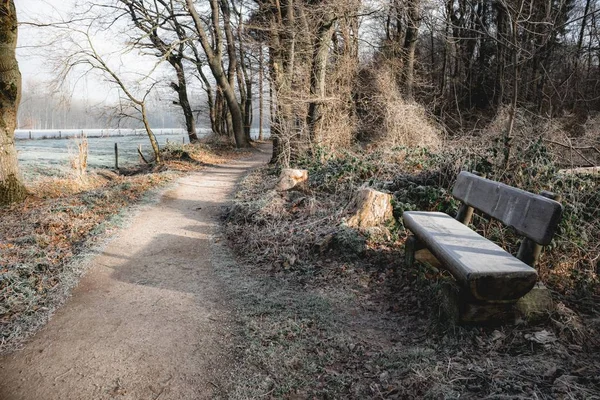 Wooden Bench Pathway Forest Lake Sunlight Background — 스톡 사진