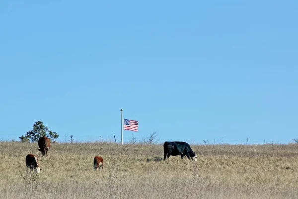 一大片奶牛在田野里吃草的照片 上面挂着美国国旗 背景是蓝蓝的蓝天 — 图库照片