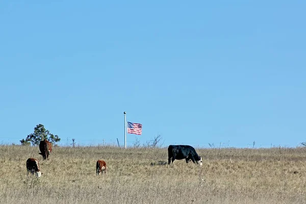 Wide Shot Cows Eating Grasses Field American Flag Lowered Half — Stock Photo, Image