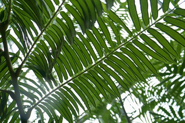 Vista de baixo ângulo de folhas de samambaia cercadas por vegetação sob a luz solar com um fundo embaçado — Fotografia de Stock