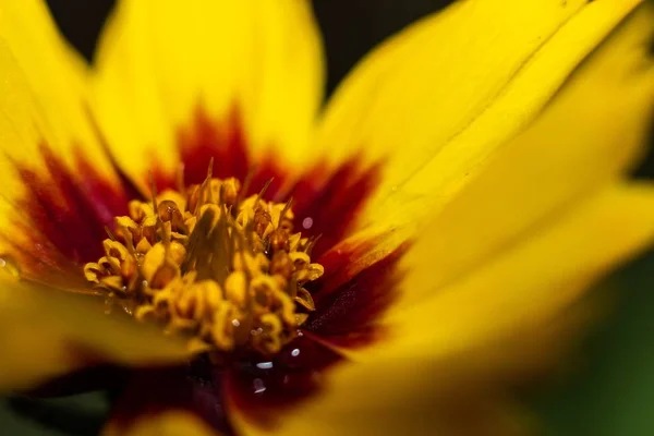 Ένα Κοντινό Πλάνο Ενός Λουλουδιού Κίτρινα Πέταλα — Φωτογραφία Αρχείου