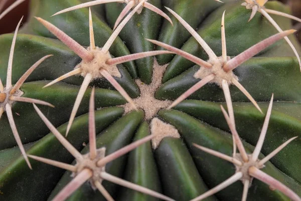 Top view extrém közelkép lövés egy hordó kaktusz tövisek — Stock Fotó