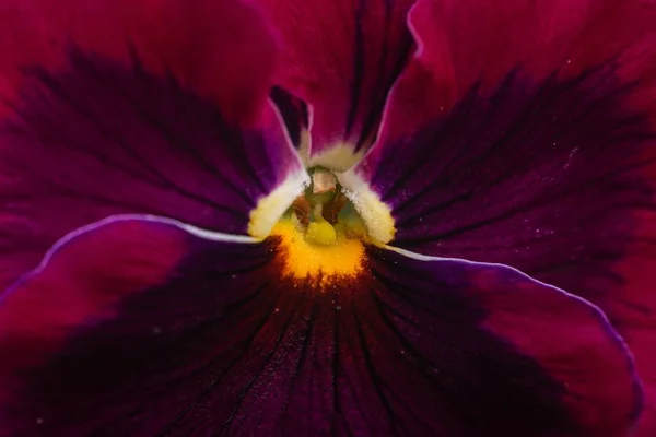 꽃가루 알갱이가 아름다운 자주색 소나무의 극도의 클로즈업 — 스톡 사진