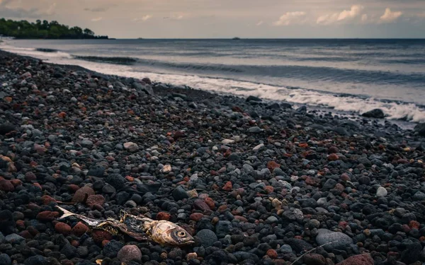 Eine Weitwinkelaufnahme Toter Fische Lavafelstrand Auf Bali Indonesien — Stockfoto