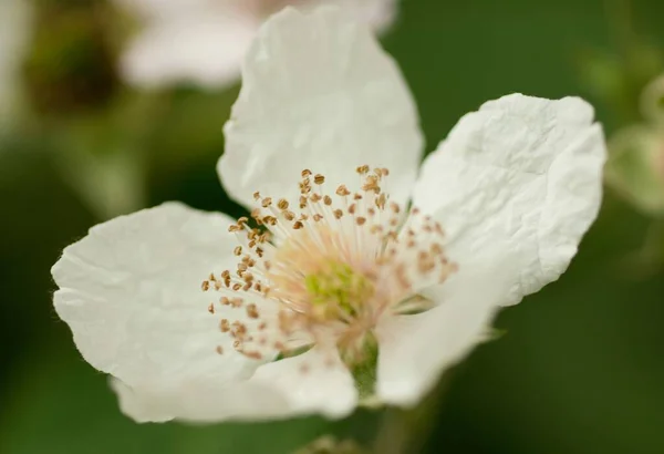 Ένα Κοντινό Πλάνο Ενός Λευκού Λουλουδιού Θολό Φόντο — Φωτογραφία Αρχείου