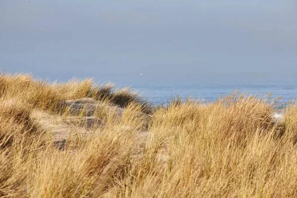 オレゴン州キャノンビーチでの朝のビーチグラスの風景 — ストック写真