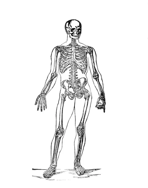 Una Estructura Del Sistema Esquelético Cuerpo Humano Partir Del Libro —  Fotos de Stock