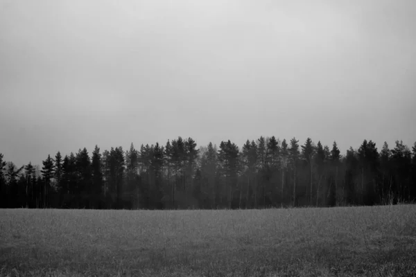 Kasvetli bir havada, bir tarlanın yanındaki bir ormanın siyah beyaz görüntüsü. — Stok fotoğraf