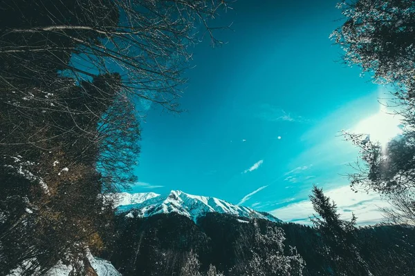 Low Angle Shot Snow Covered Mountain Peaks Framed Alpine Tree — Stok fotoğraf