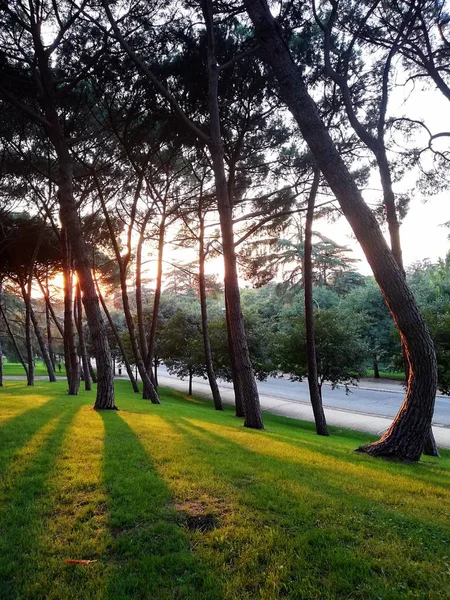 Árvores em um campo verde plantadas ao lado umas das outras durante um pôr do sol — Fotografia de Stock