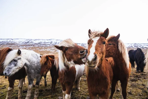 Closeup Icelandic Horses Field Covered Snow Grass Iceland — Stockfoto