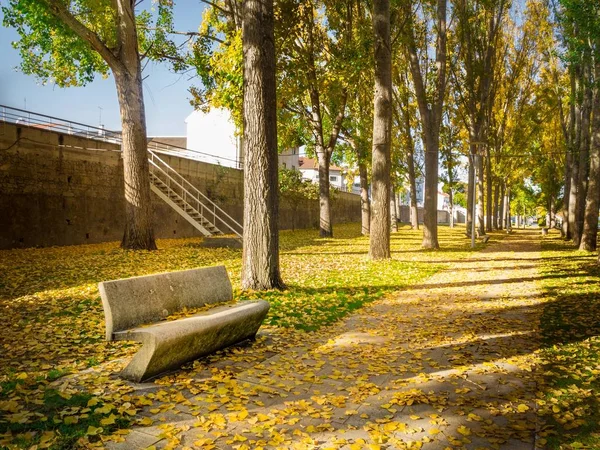 Parque com um monte de árvores de folhas verdes e folhas de outono caídas no chão durante o dia — Fotografia de Stock