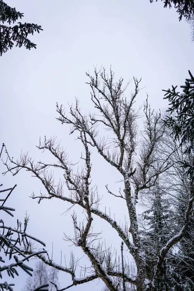 Svislý Nízký Úhel Záběru Holých Stromů Pokrytých Sněhem Zimě — Stock fotografie