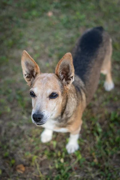 Vertical High Angle Closeup Shot Cute Dog Standing Soil — Stok fotoğraf