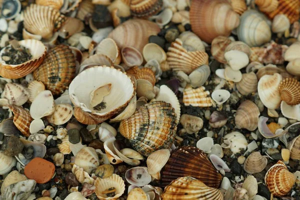 Nahaufnahme von Schnecken und Kieseln in vielen verschiedenen Größen, Farben und Formen — Stockfoto