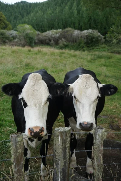 Hermosa toma de dos vacas mirando a la cámara en una granja vallada con árboles y al fondo — Foto de Stock