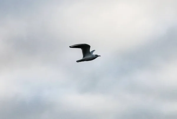 Low Angle Shot Gull Flying Cloudy Sky — ストック写真