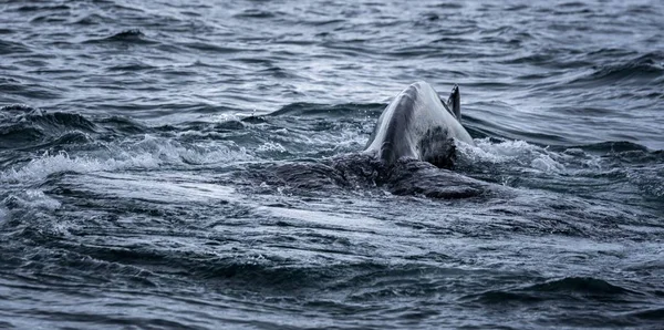 Panoramic Shot Sea Whale Tail Swimming — ストック写真