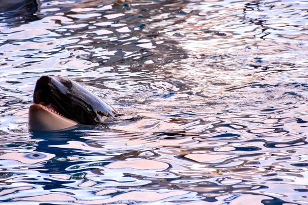 Closeup Shot Killer Whale Swimming Clear Water — ストック写真